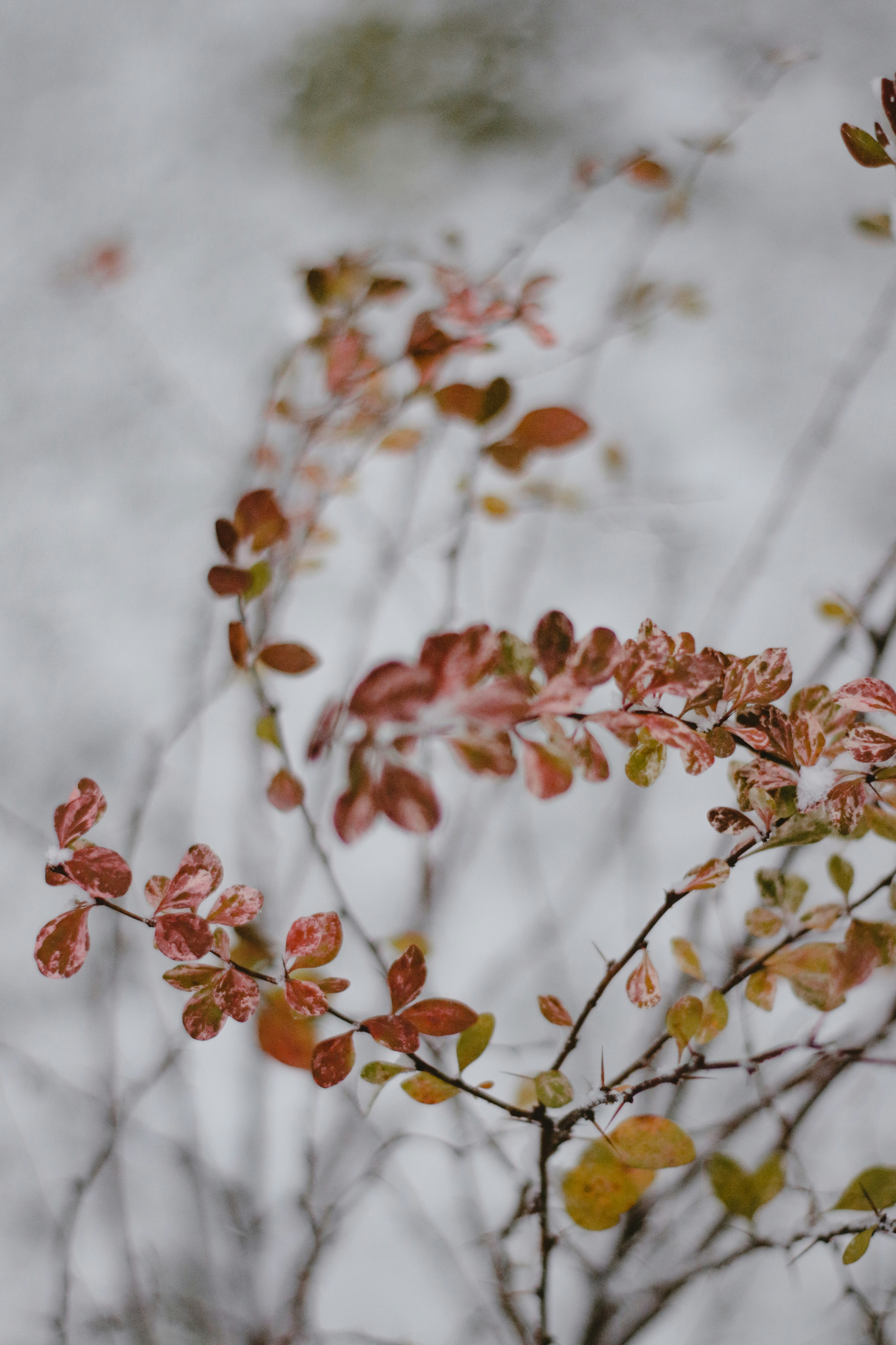 brown leaves on tree branch